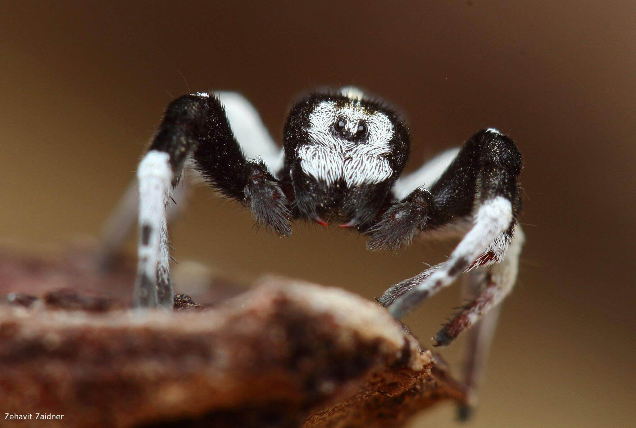 עכביש ממשפחת הסרבולניים