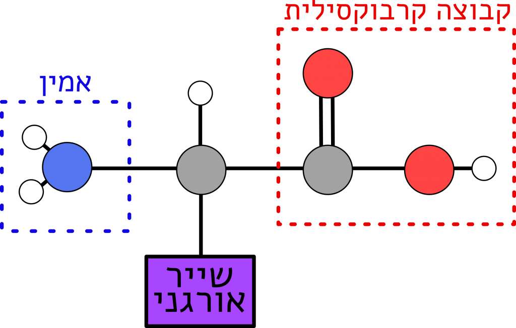 מולקולת השבוע - מדע גדול, בקטנה : מדע גדול, בקטנה